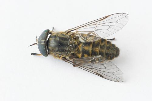 Réf. 206 284 : Tabanus bromius